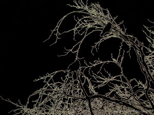 Birds on the bare branches of a tree