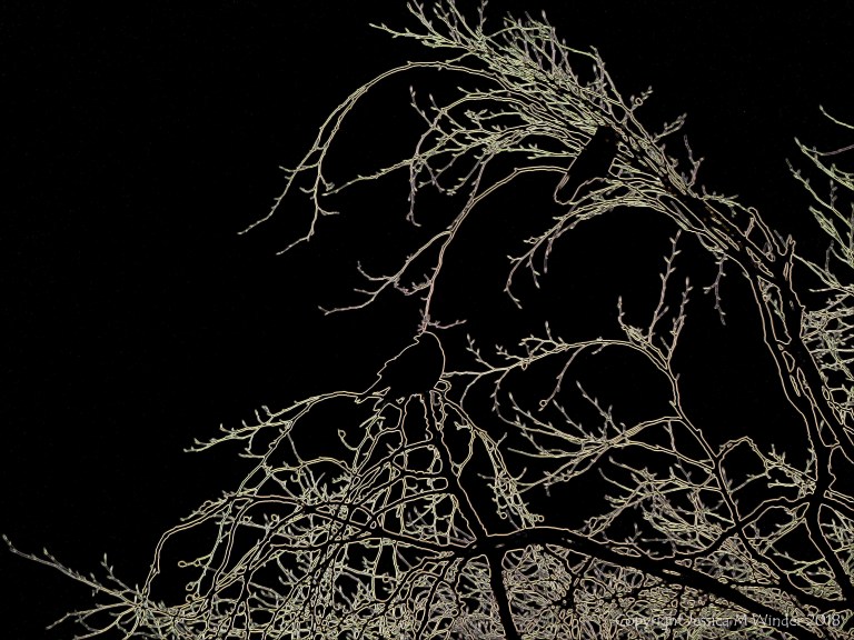 Birds on the bare branches of a tree