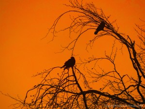 Birds on the bare branches of a tree
