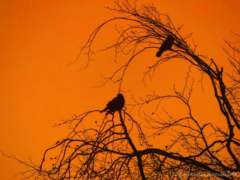 Birds on the bare branches of a tree