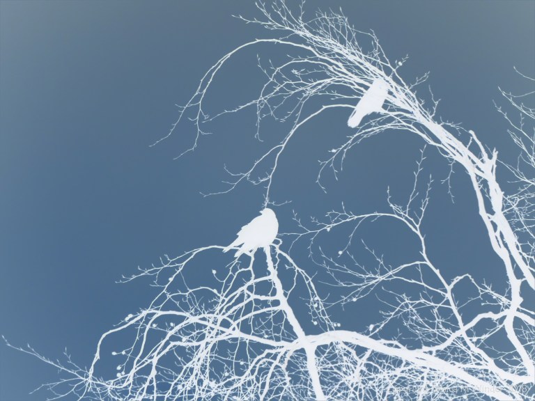 Birds on the bare branches of a tree