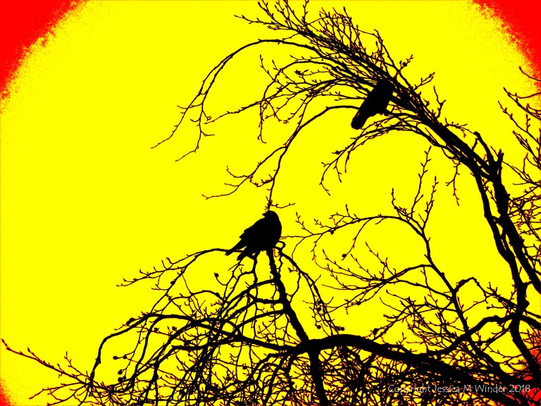 Birds on the bare branches of a tree