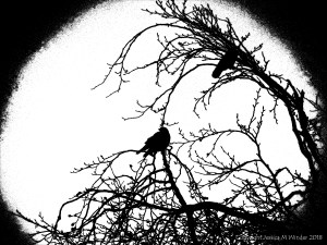 Birds on the bare branches of a tree