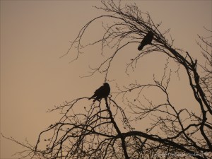 Birds on the bare branches of a tree