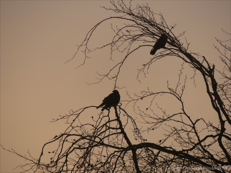 Birds on the bare branches of a tree