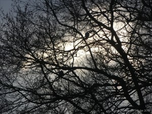 Early morning view from my window 12th December 2018