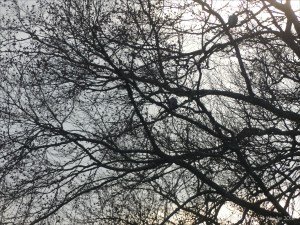 Early morning view from my window 12th December 2018