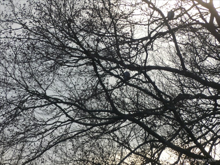 Early morning view from my window 12th December 2018