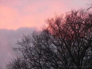 Early morning view from my window 13th December 2018