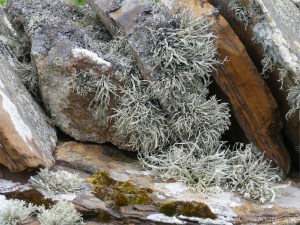 Lichen on a stone wall