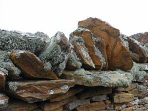Lichen on a stone wall
