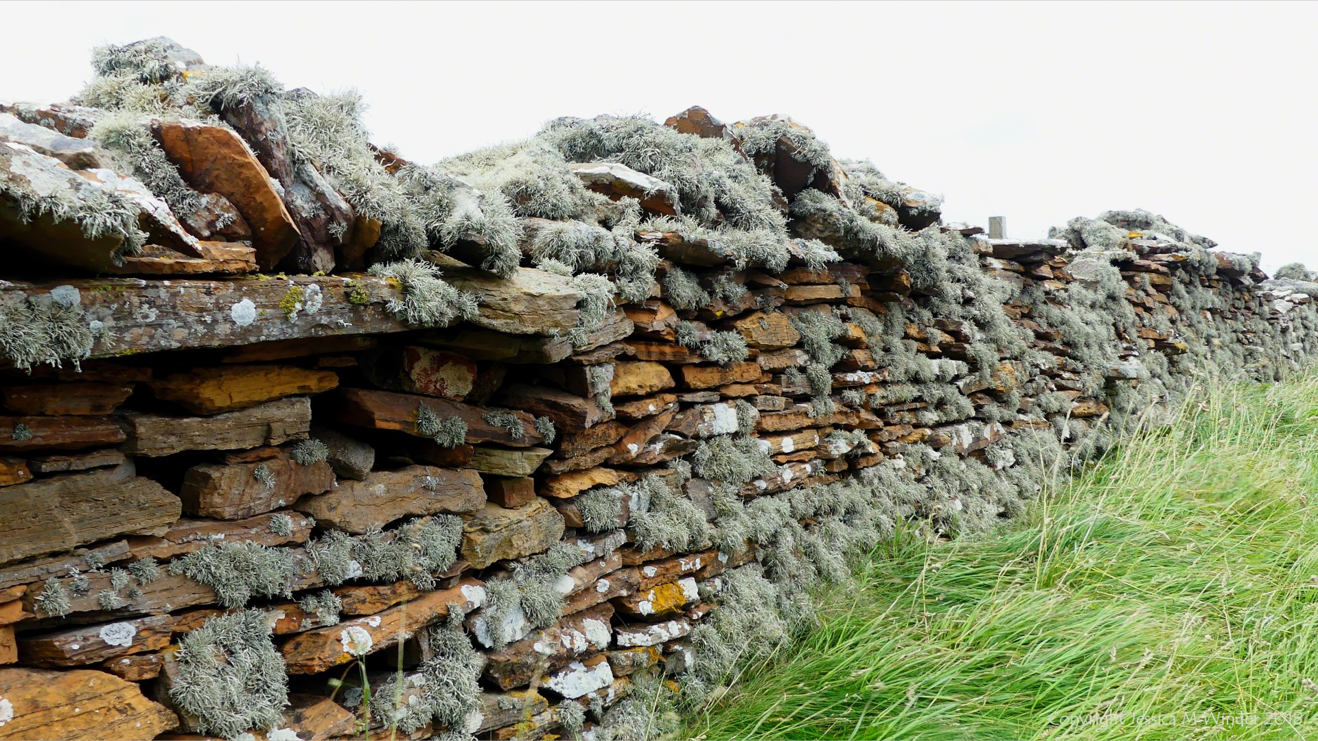Lichen on a stone wall