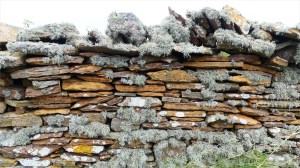 Lichen on a stone wall