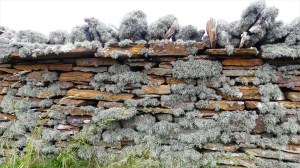 Lichen on a stone wall