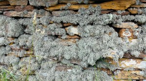 Lichen on a stone wall