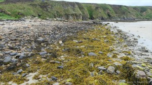 Seaweeds on rocks of the upper shore at Waulkmill Bay in Orkney