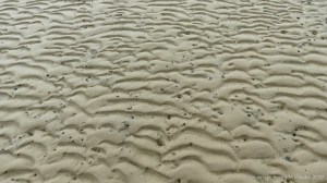 Natural patterns in the sand