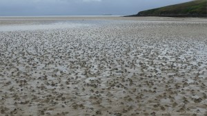 Worm casts on the seashore