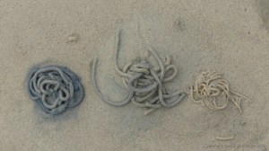 Worm casts on the seashore