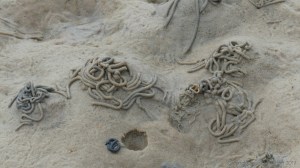 Worm casts on the seashore