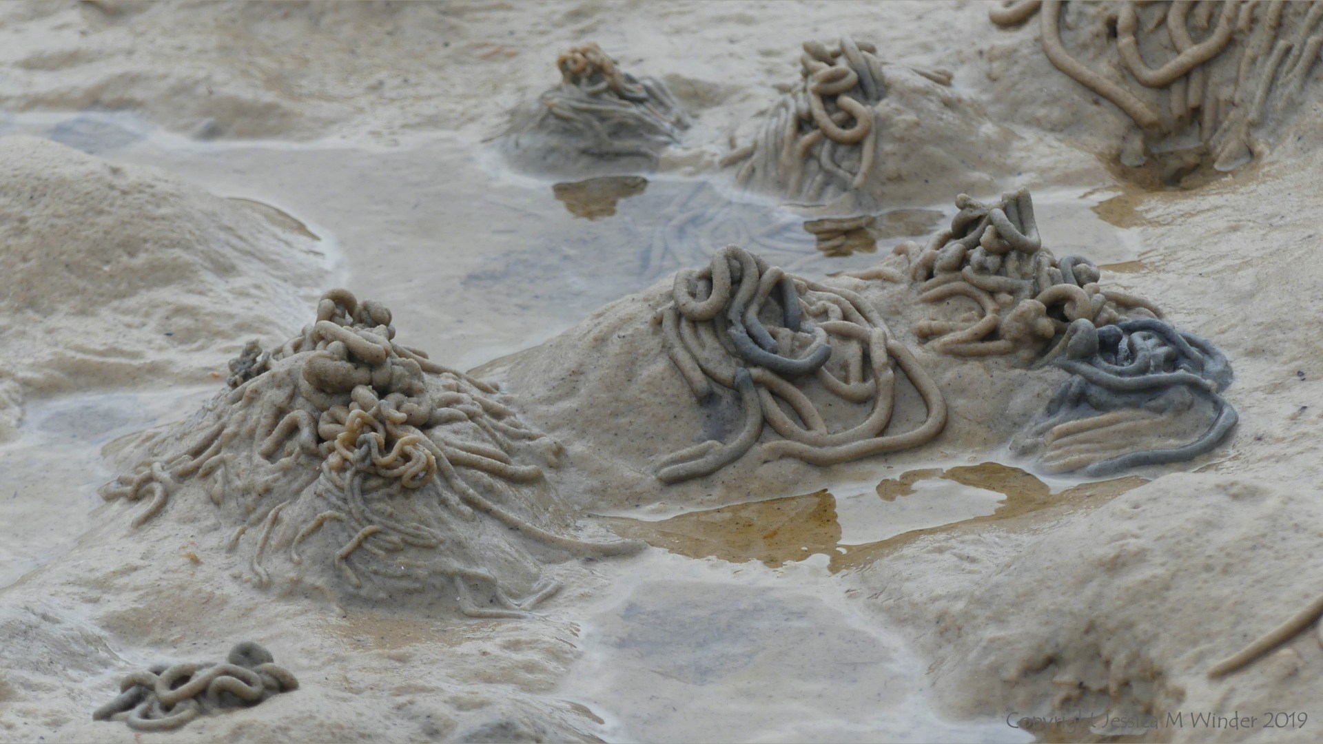 Worm casts on the seashore