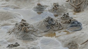 Worm casts on the seashore