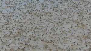 Worm casts on the seashore