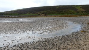 Worm casts on the seashore