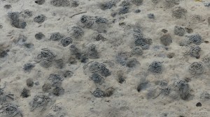 Worm casts on the seashore