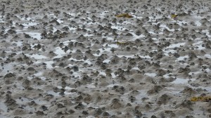 Worm casts on the seashore