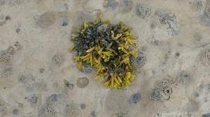 Seaweeds and lugworm casts on the sandy shore at Waulkmill Bay in Orkney