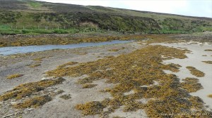 Seaweeds on rocks near Mill Burn on the west side of Waulkmill Bay in Orkney