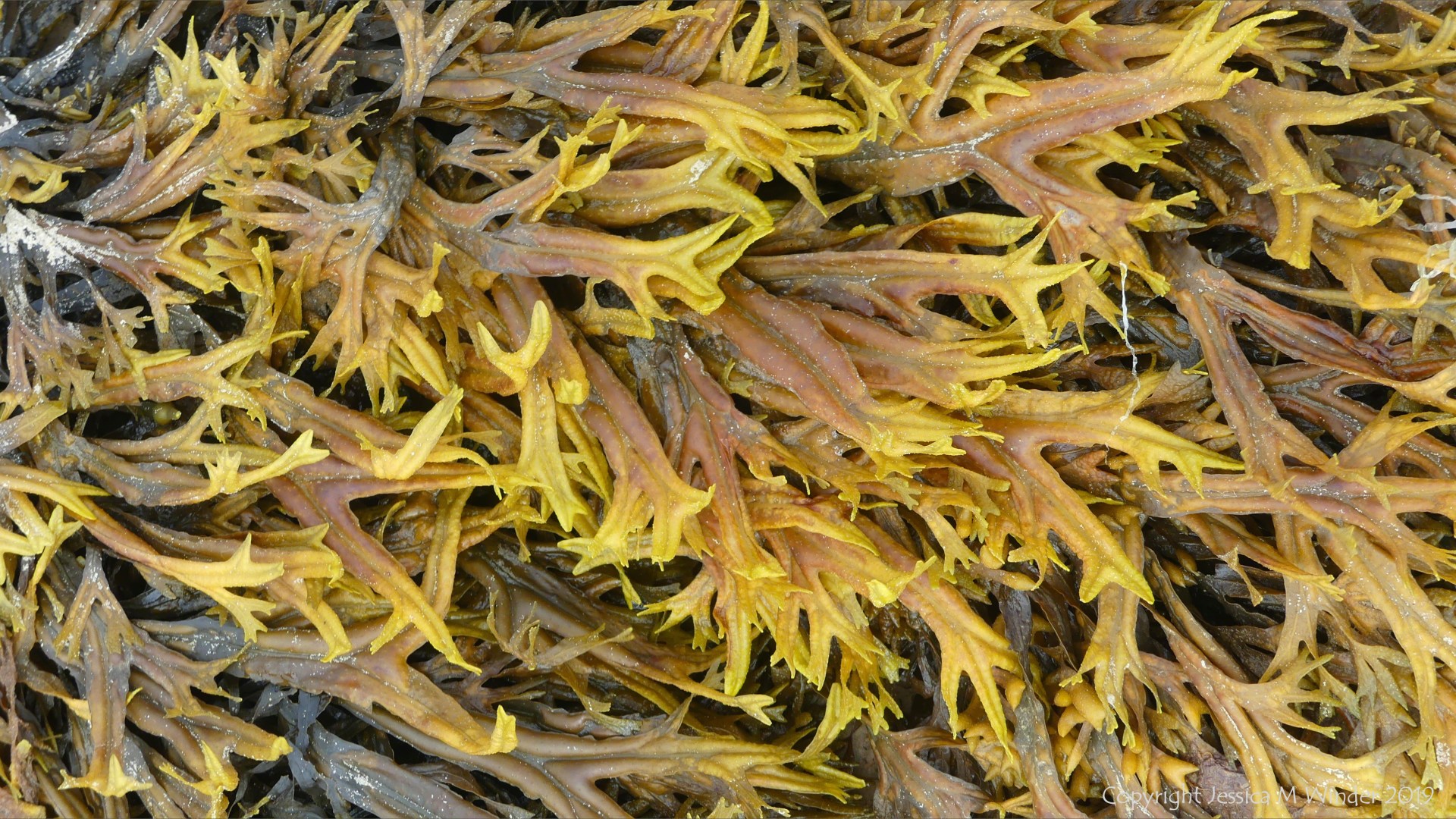 Horned or Estuary Wrack at Waulkmill bay on West Mainland in Orkney