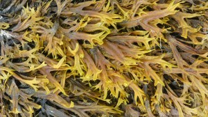 Horned or Estuary Wrack at Waulkmill bay on West Mainland in Orkney