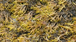 Fucus ceranoides (Horned or Estuary Wrack) at Waulkmill Bay in Orkney