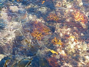 Brightly coloured seaweed beneath the waves