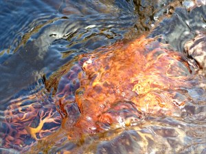 Brightly coloured seaweed beneath the waves