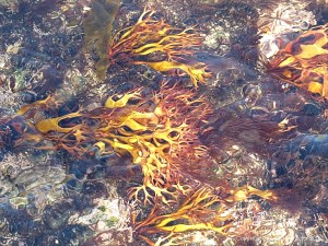 Brightly coloured seaweed beneath the waves