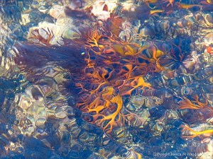 Brightly coloured seaweed beneath the waves