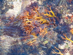Brightly coloured seaweed beneath the waves