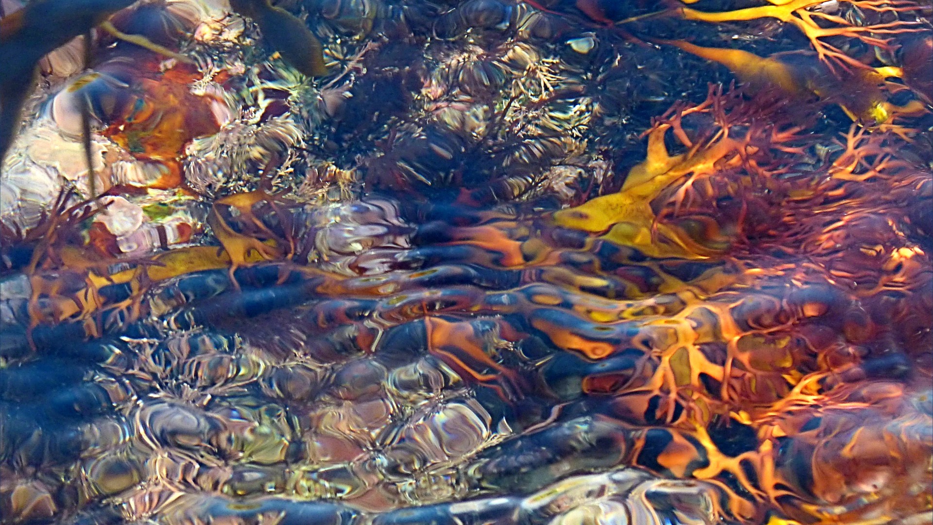 Brightly coloured seaweed beneath the waves