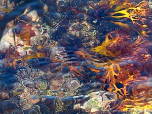 Brightly coloured seaweed beneath the waves