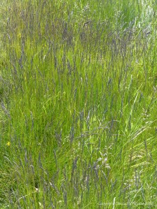 Vibrant green grass with blue-tinged seed heads