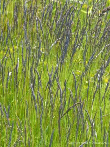 Vibrant green grass with blue-tinged seed heads