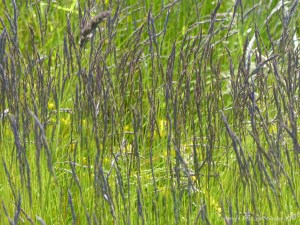 Vibrant green grass with blue-tinged seed heads