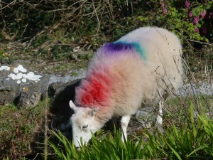 Rhossili sheep