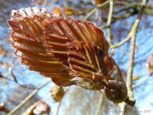 Beech leaf bud opening in spring. Inspiration for the Miura fold.