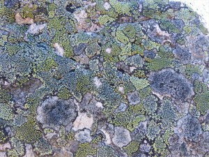 Lichen on a boulder on the bank of Loch Ness