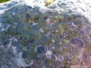 Lichen on a boulder on the bank of Loch Ness