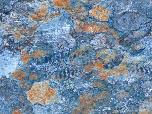 Lichen on a boulder on the bank of Loch Ness